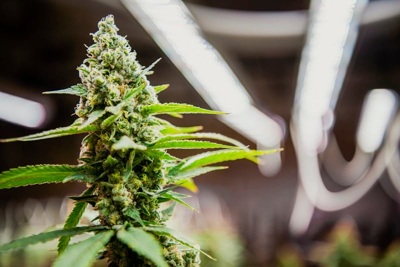 Valoya-BX120-Solray-1-1