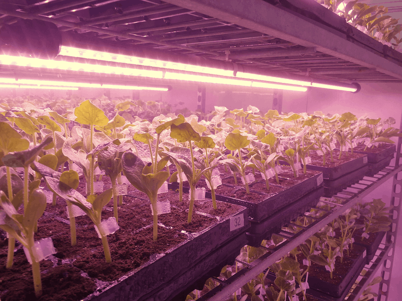 Valoya-LED-grow-lights-for-grafting-1-1