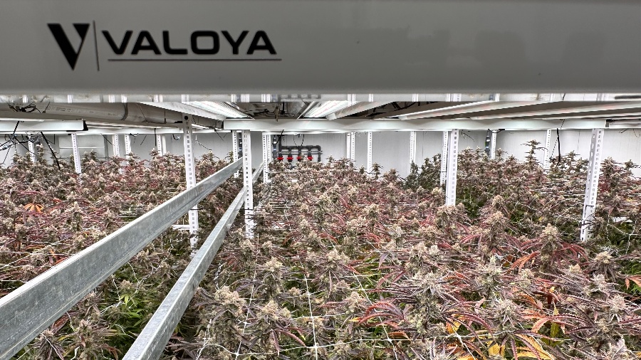 Valoya Inc. | High Quality LED Grow Lights and Spectra | Home