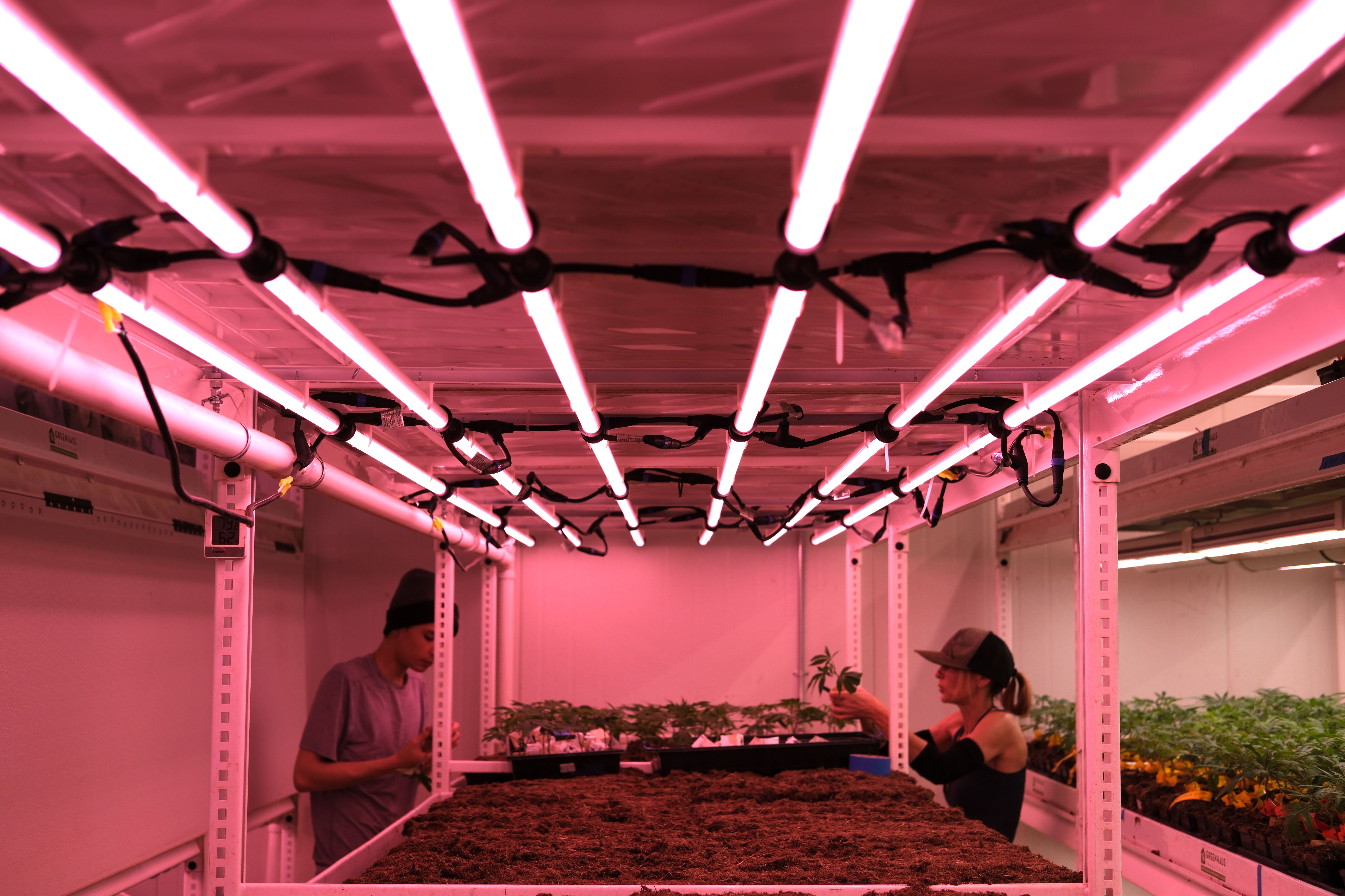 Pearl_LseriesPlantingHoriz-1