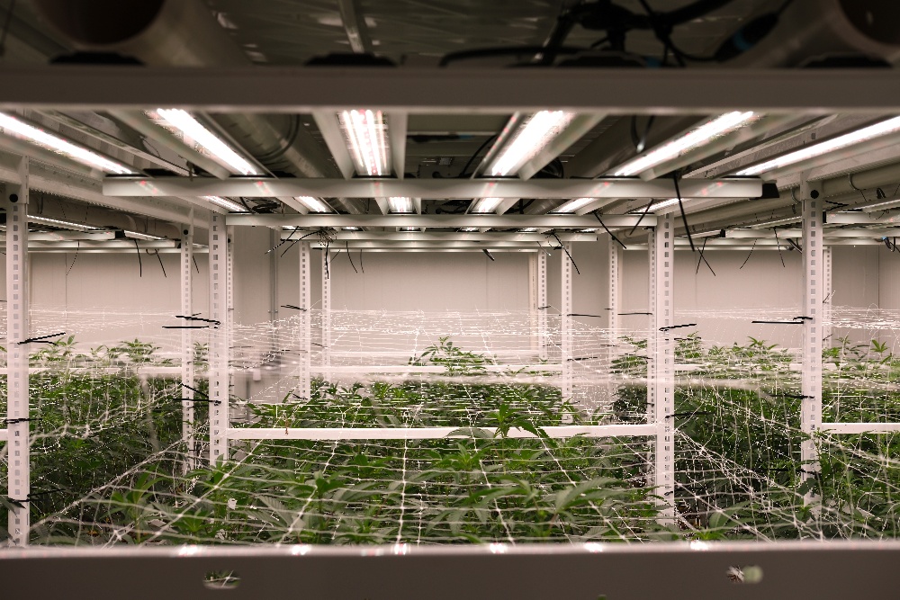 Pearl_RFseriesCenterRef-1-1