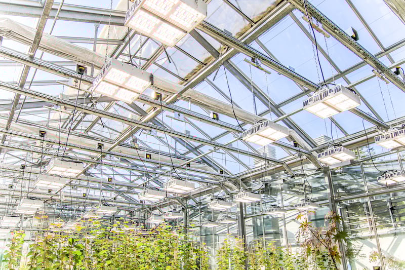 Valoya_Greenhouse_LEDs