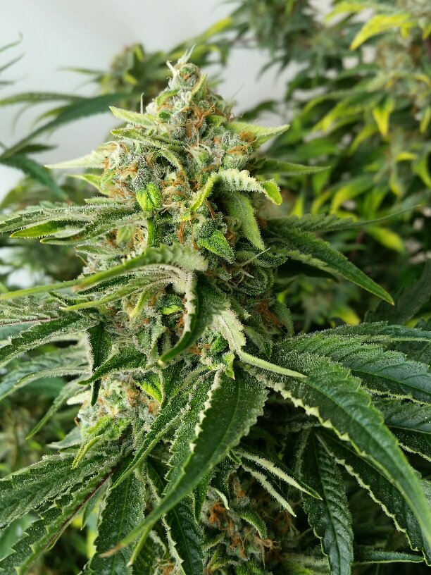 week 7, Power Plant-2