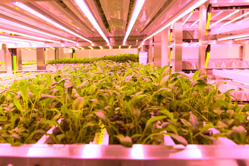 Valoya_Vertical Farm_1