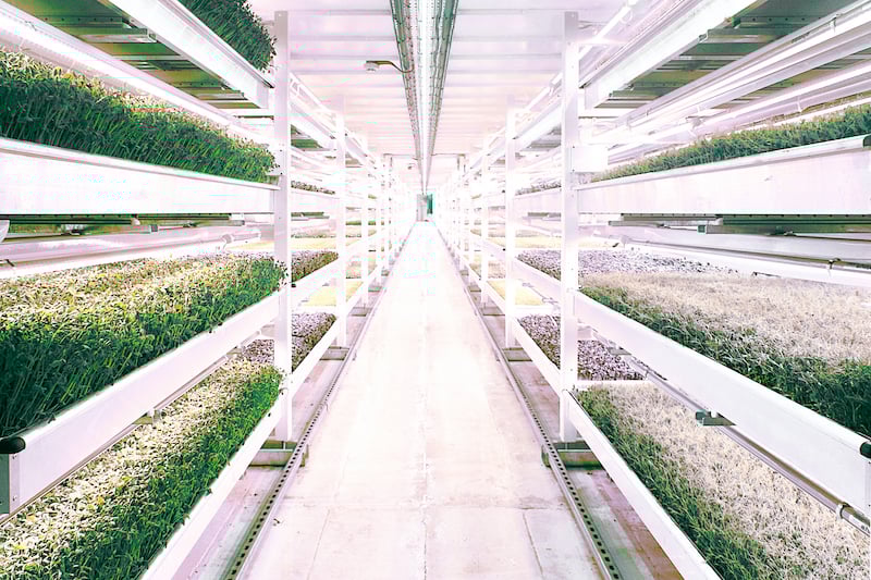 Vertical farming_GU_Valoya